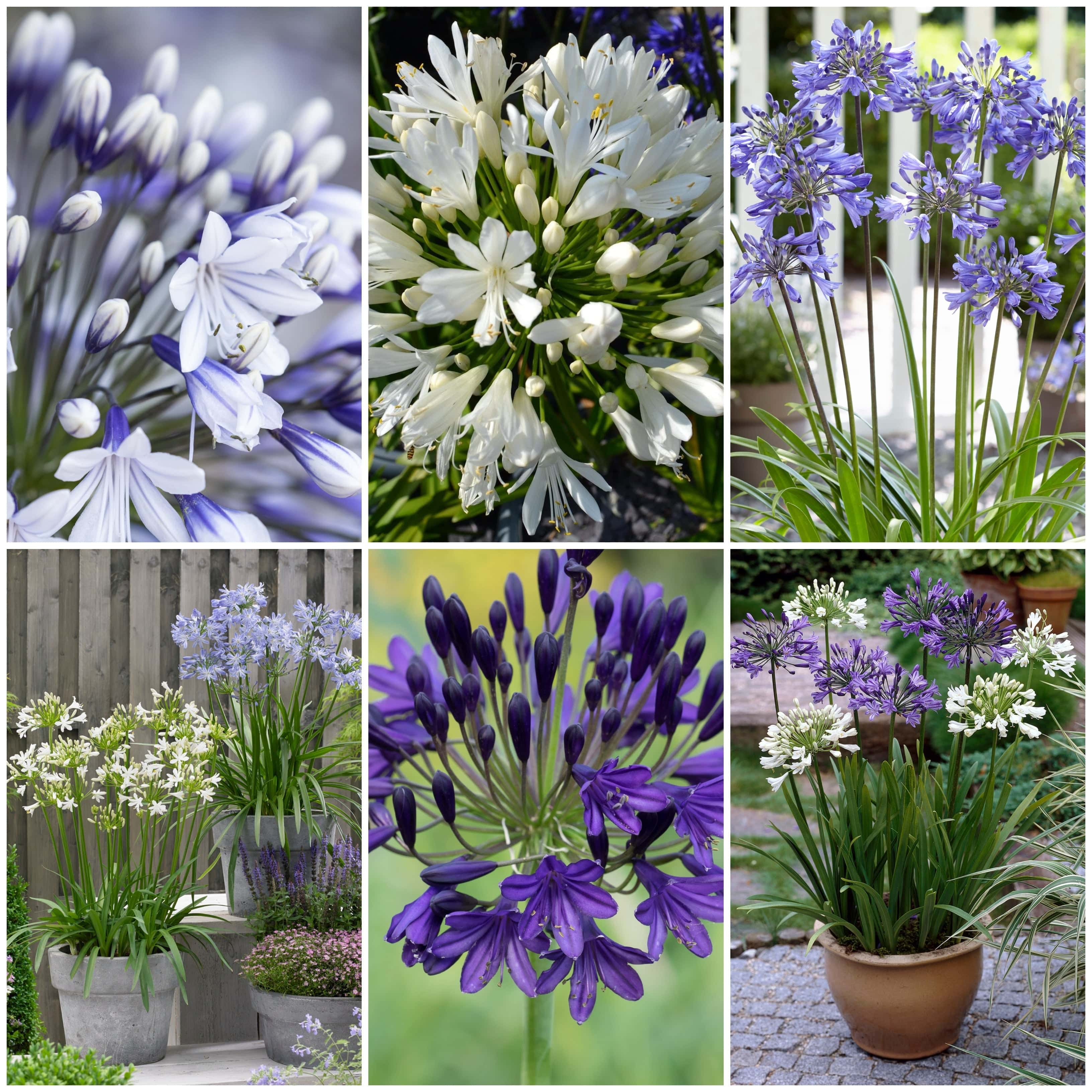 Stately Agapanthus Collection - Image 2