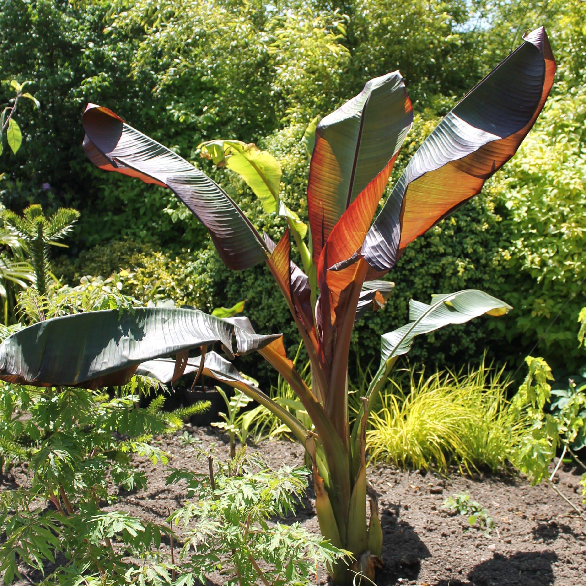 Ensete vetricosum