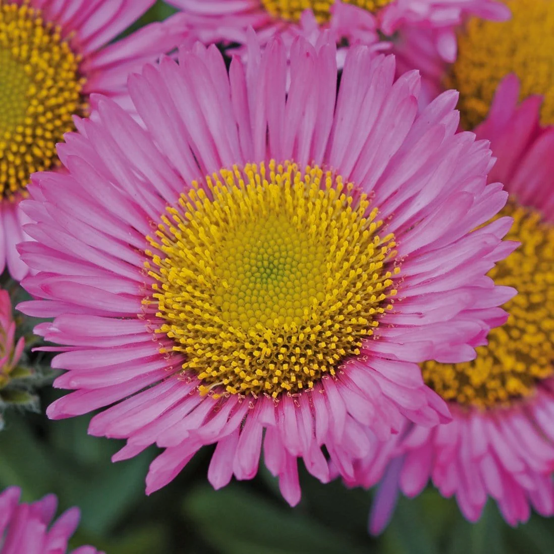 Erigeron 'Sea Breeze'