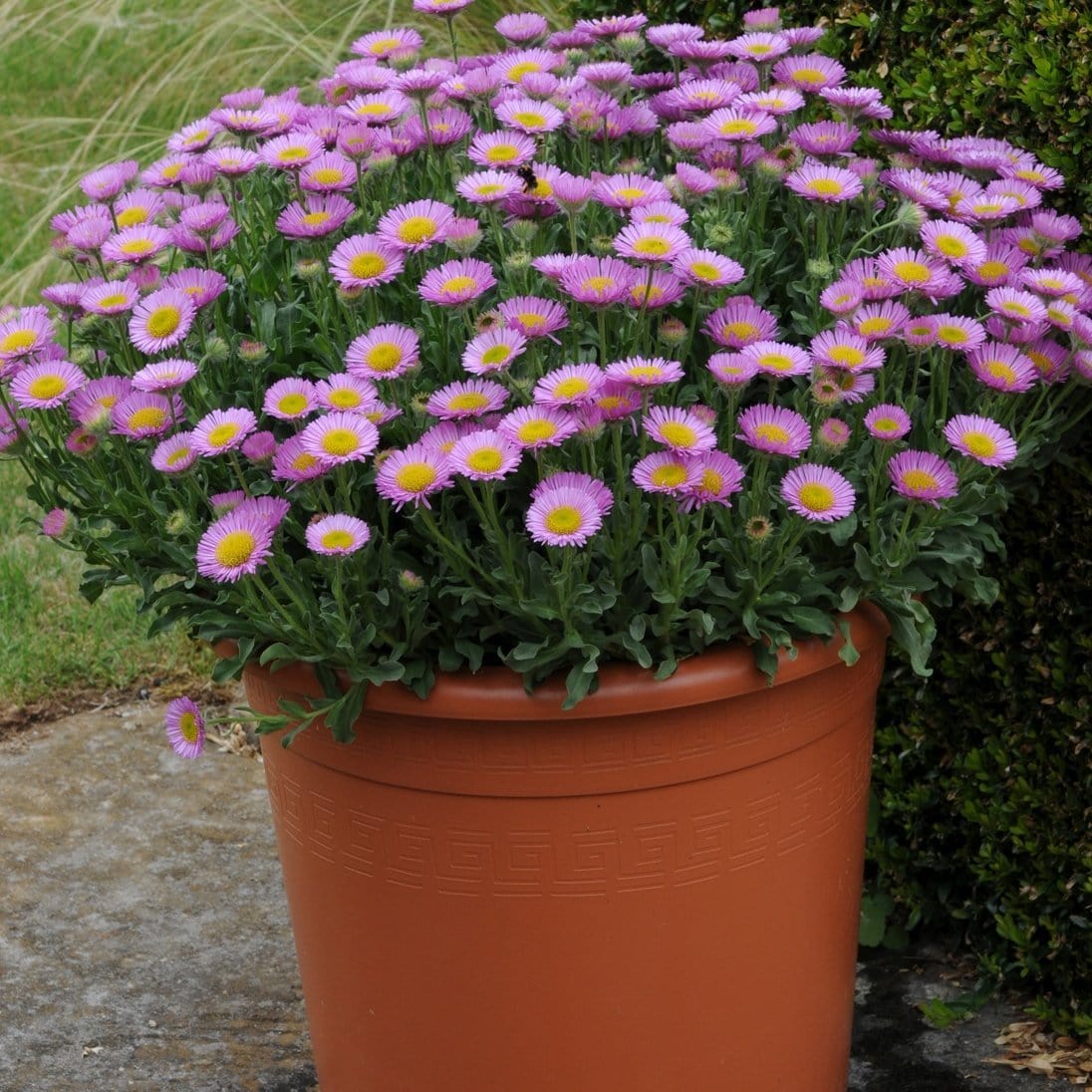 Erigeron 'Sea Breeze' - Image 2