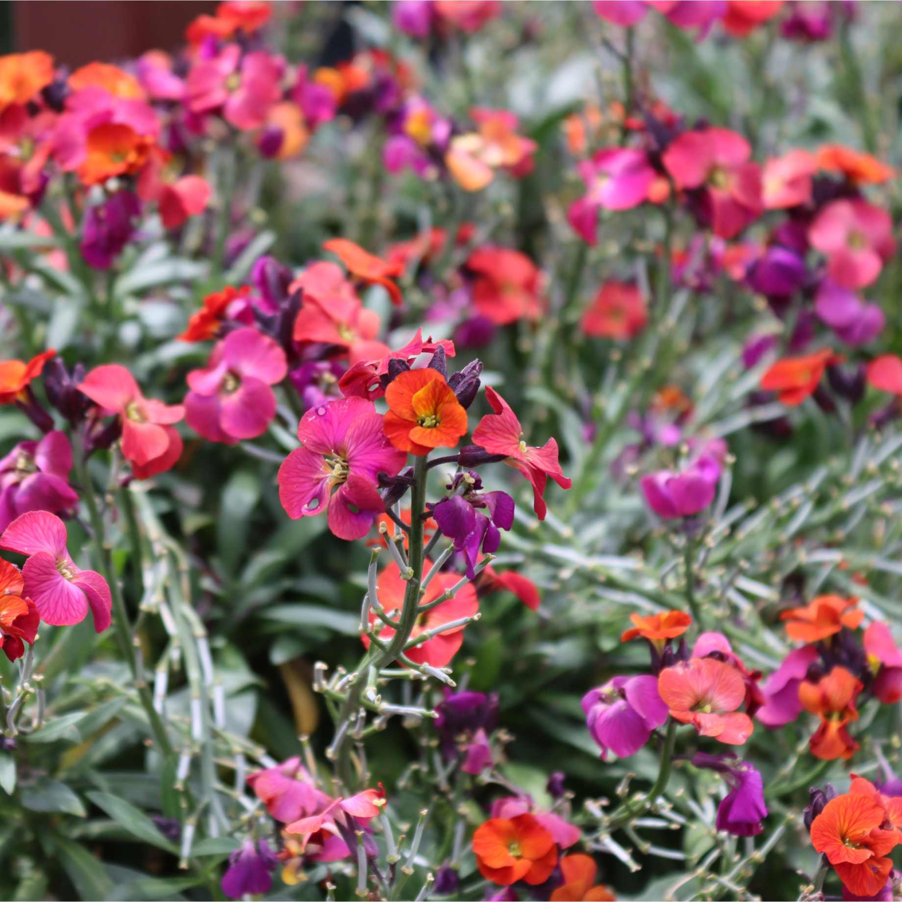 Erysimum 'WallArt Berry Lemonade'