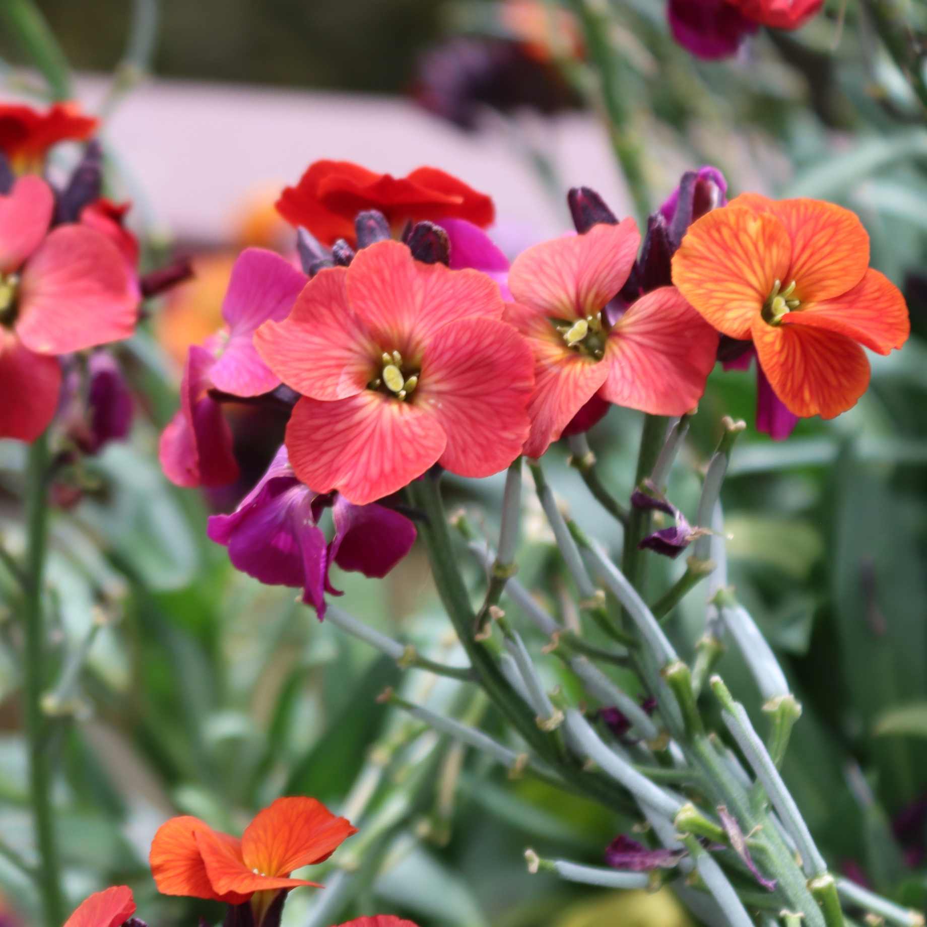 Erysimum 'WallArt Berry Lemonade' - Image 2