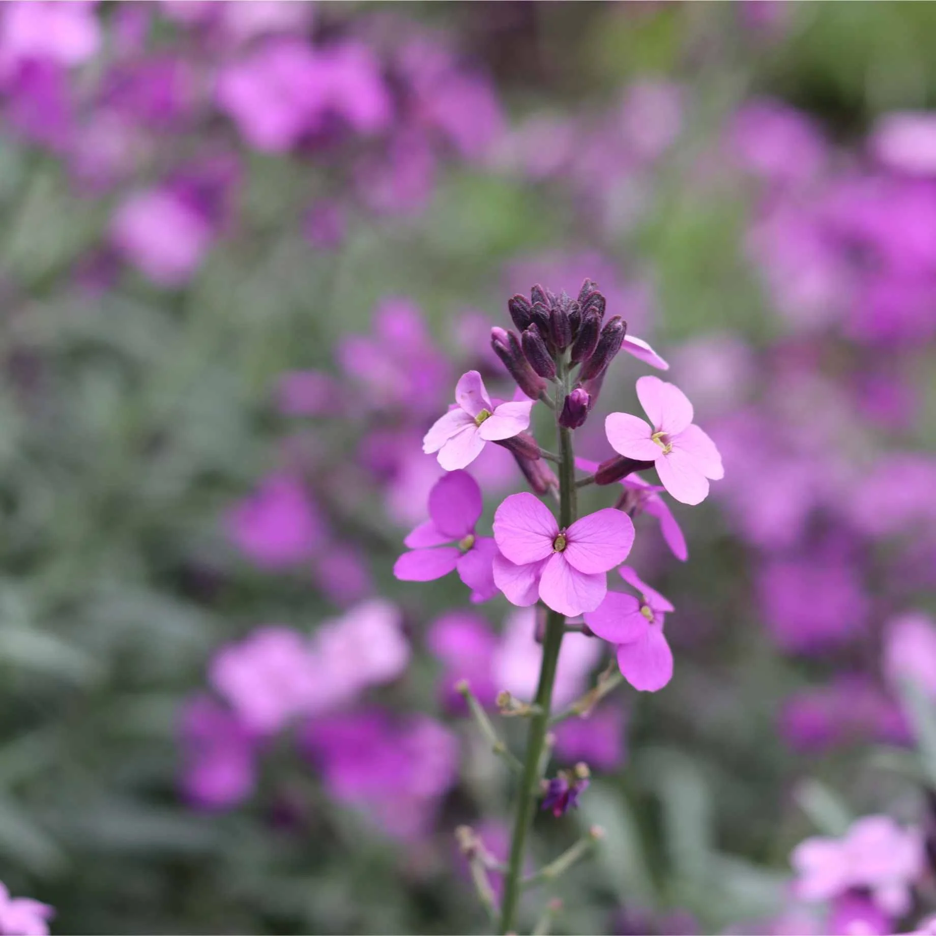 Erysimum 'Wallflower Poem Lilac'