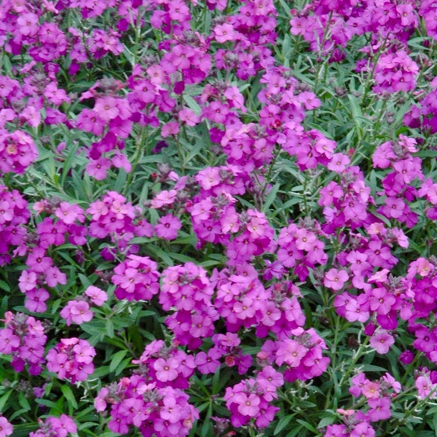 Erysimum 'Wallflower Poem Lilac' - Image 2