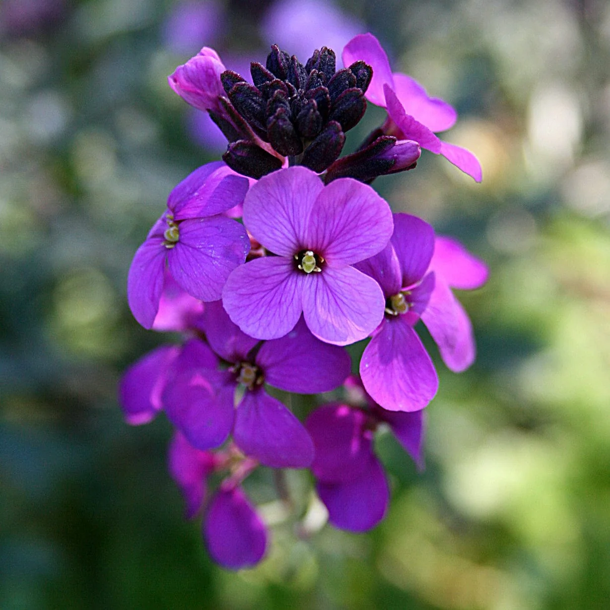 Erysimum 'Wallflower Poem Lilac' - Image 3