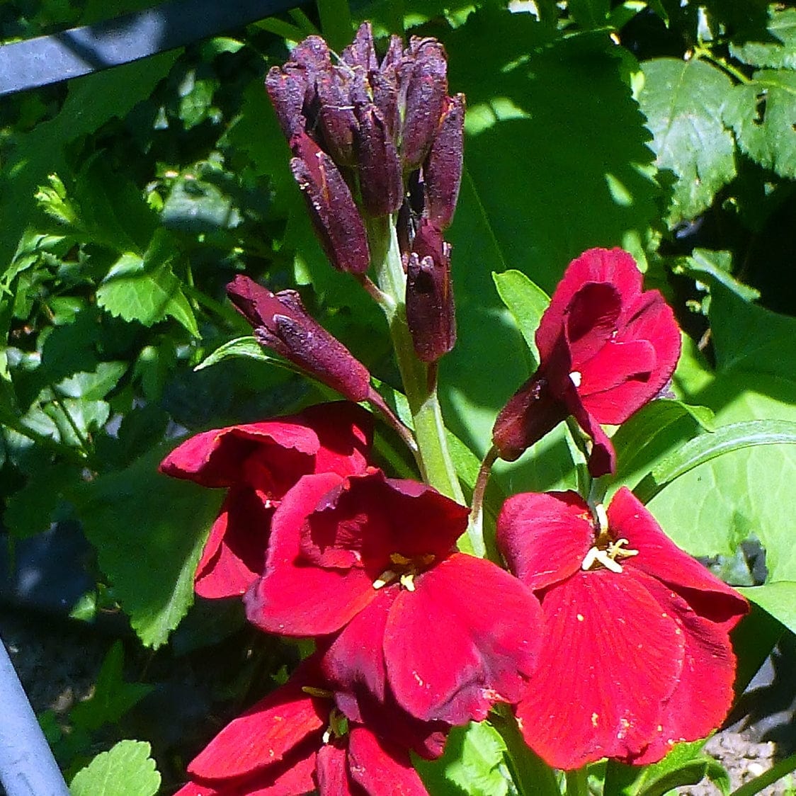 Erysimum 'Winter Passion' - Image 3