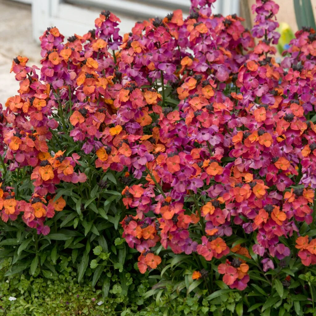 Erysimum 'Winter Orchid'