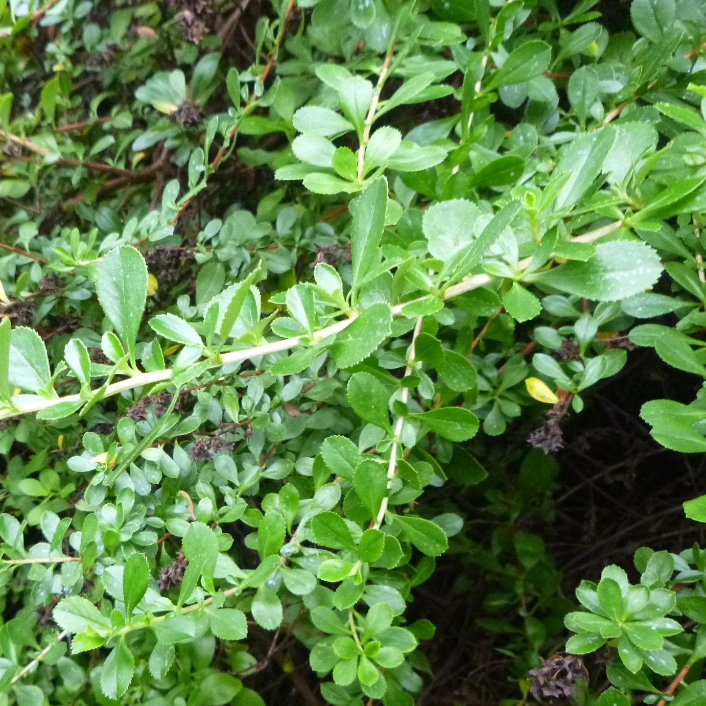 Escallonia 'Apple Blossom' - Image 4