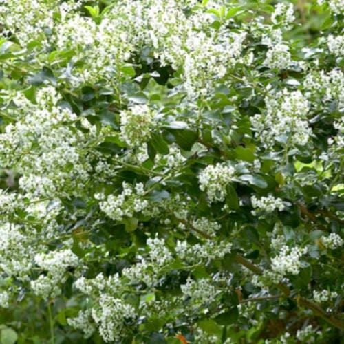 Escallonia 'Iveyi' - Image 4