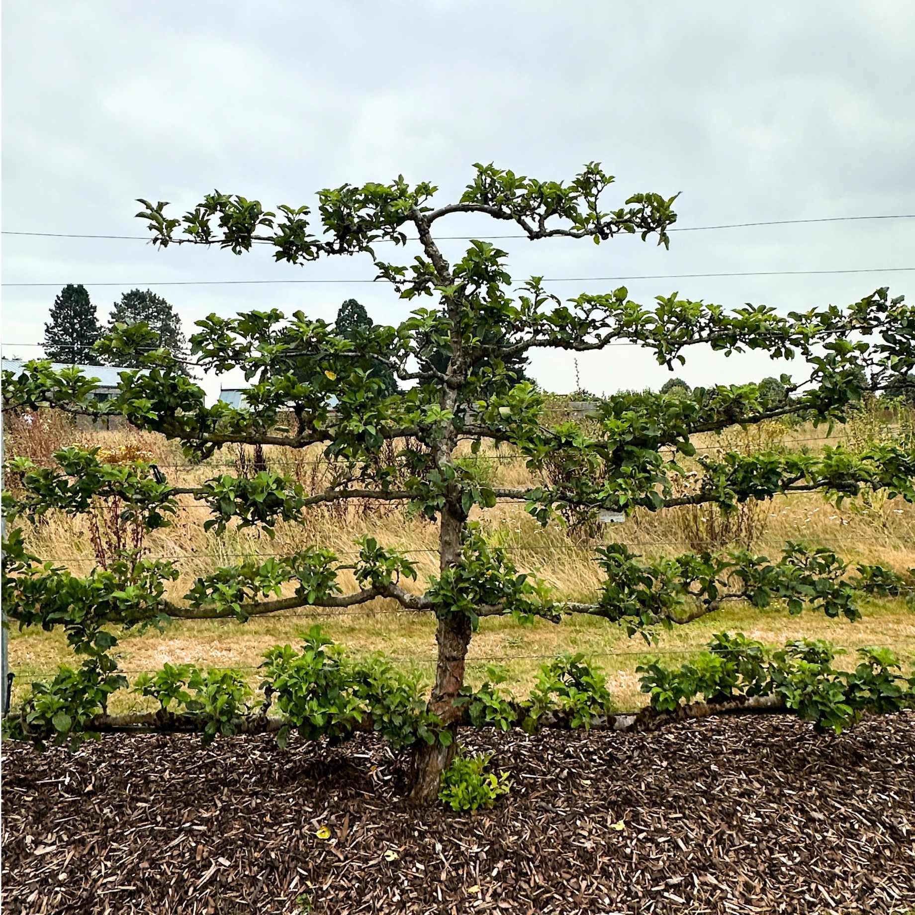 Espalier Apple Tree - Image 2