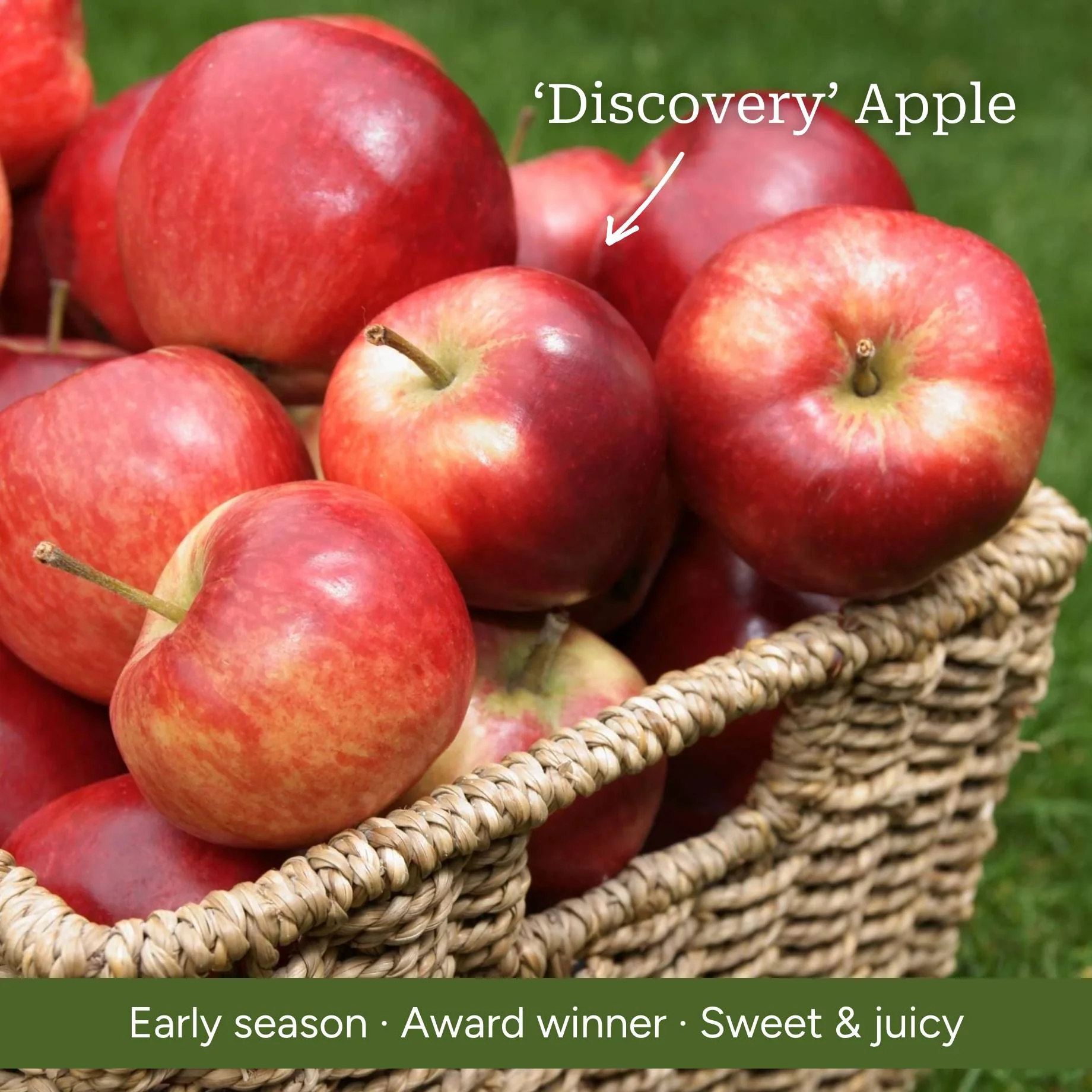 3 Super Easy to Grow Fruit Trees | Apple, Fig & Plum - Image 3