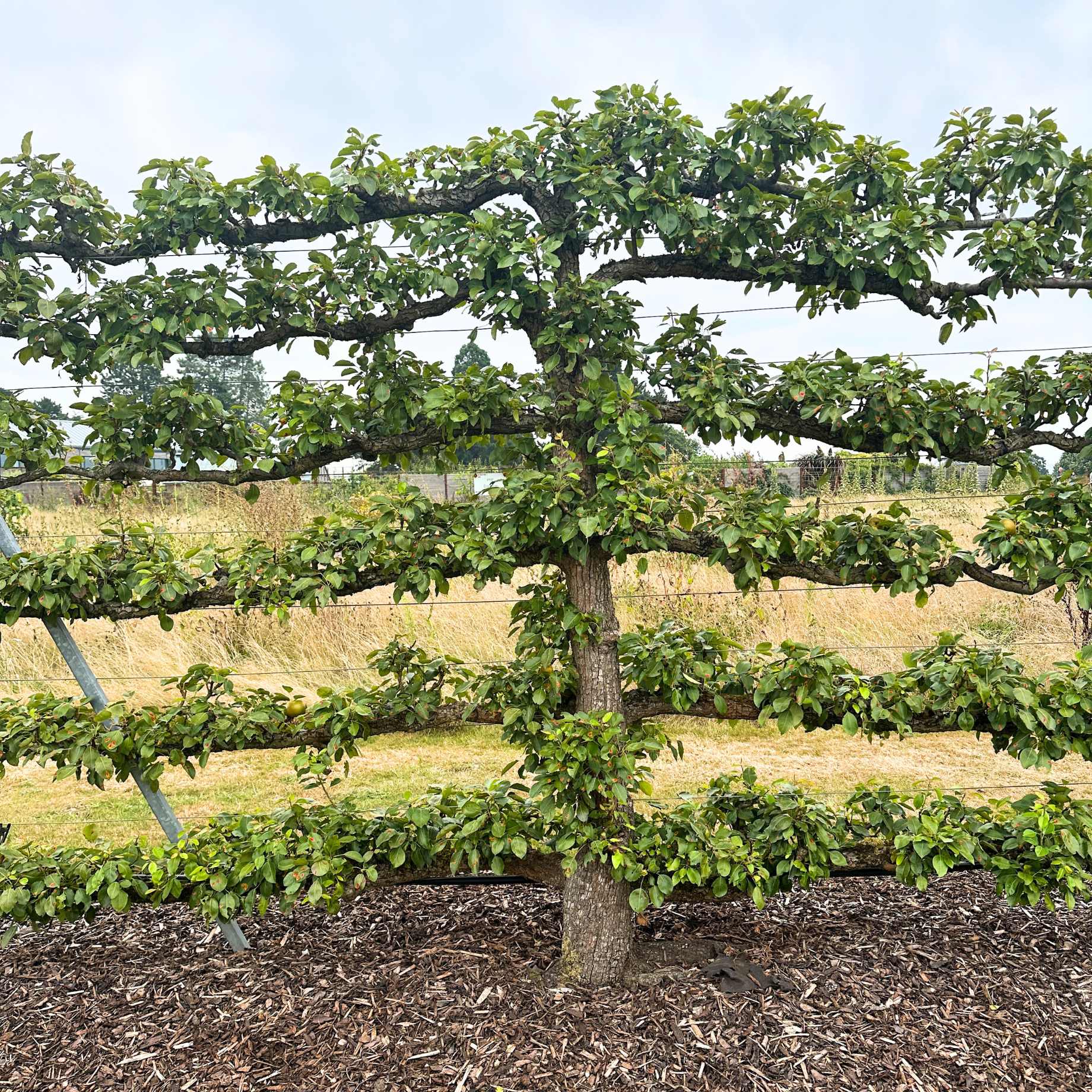 Espalier Pear Tree - Image 2