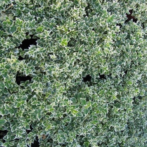 Euonymus 'Emerald Gaiety' - Image 3