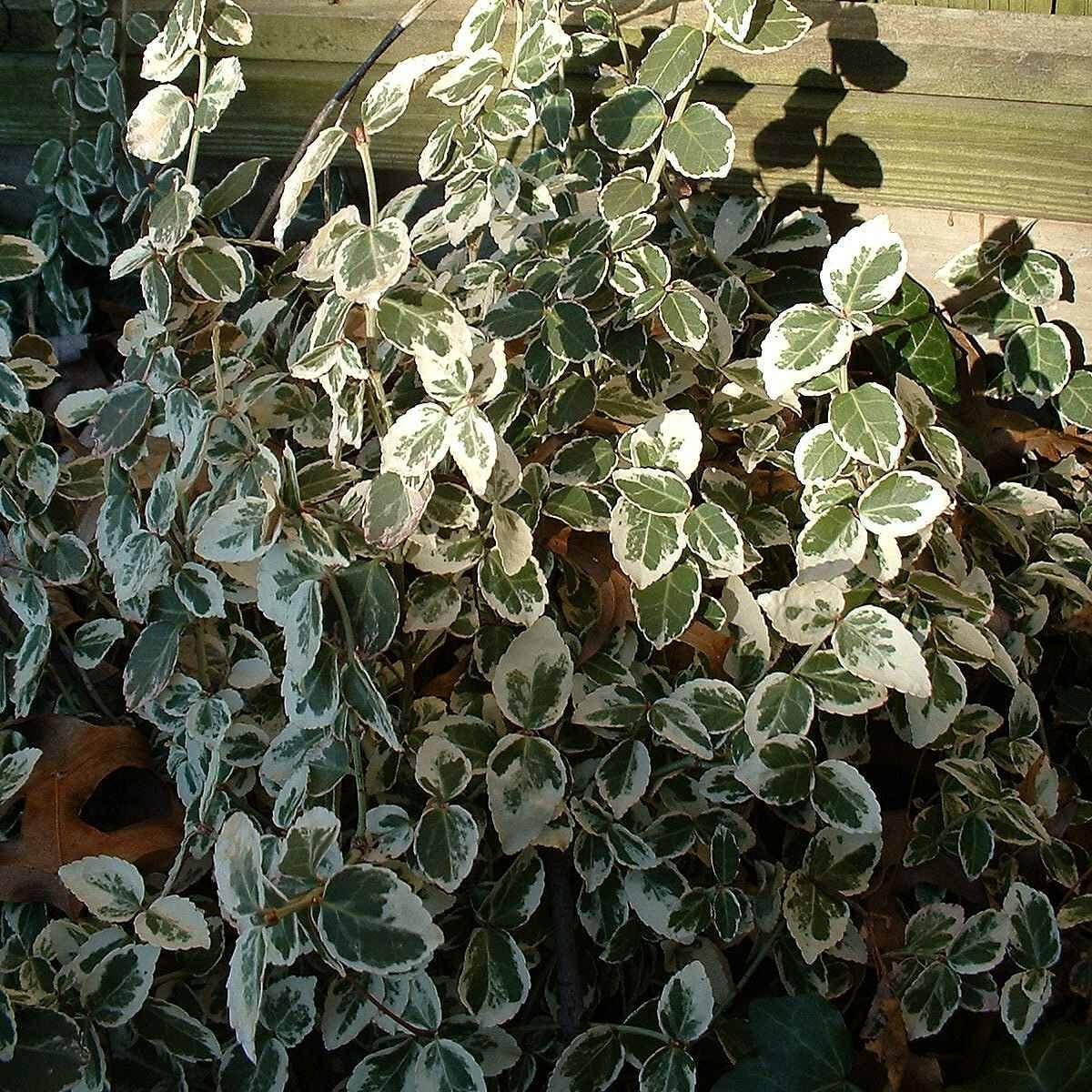 Euonymus 'Emerald Gaiety' - Image 7