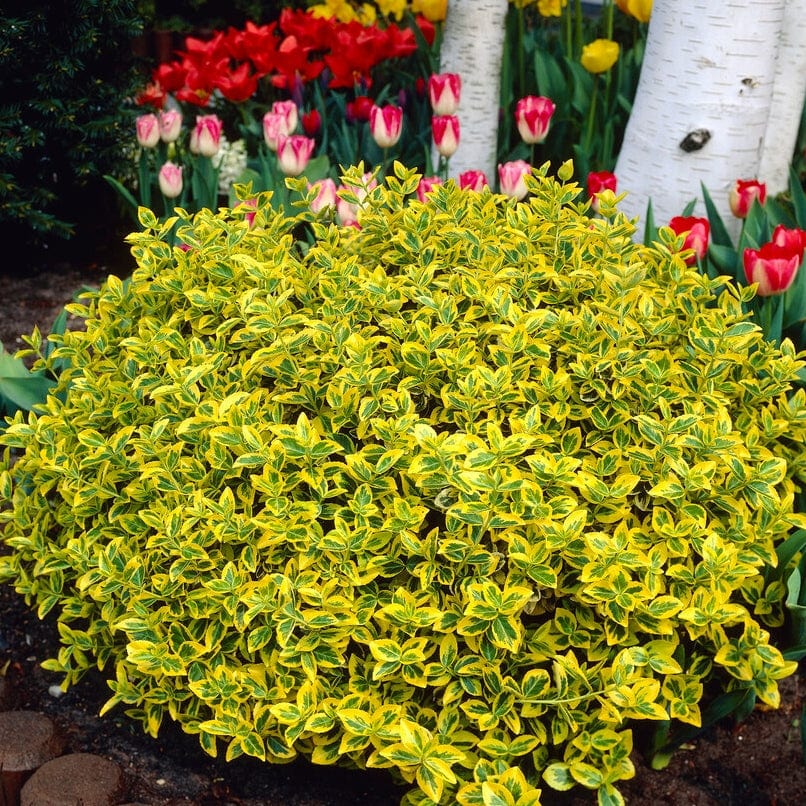 Euonymus 'Emerald 'n' Gold' - Image 3