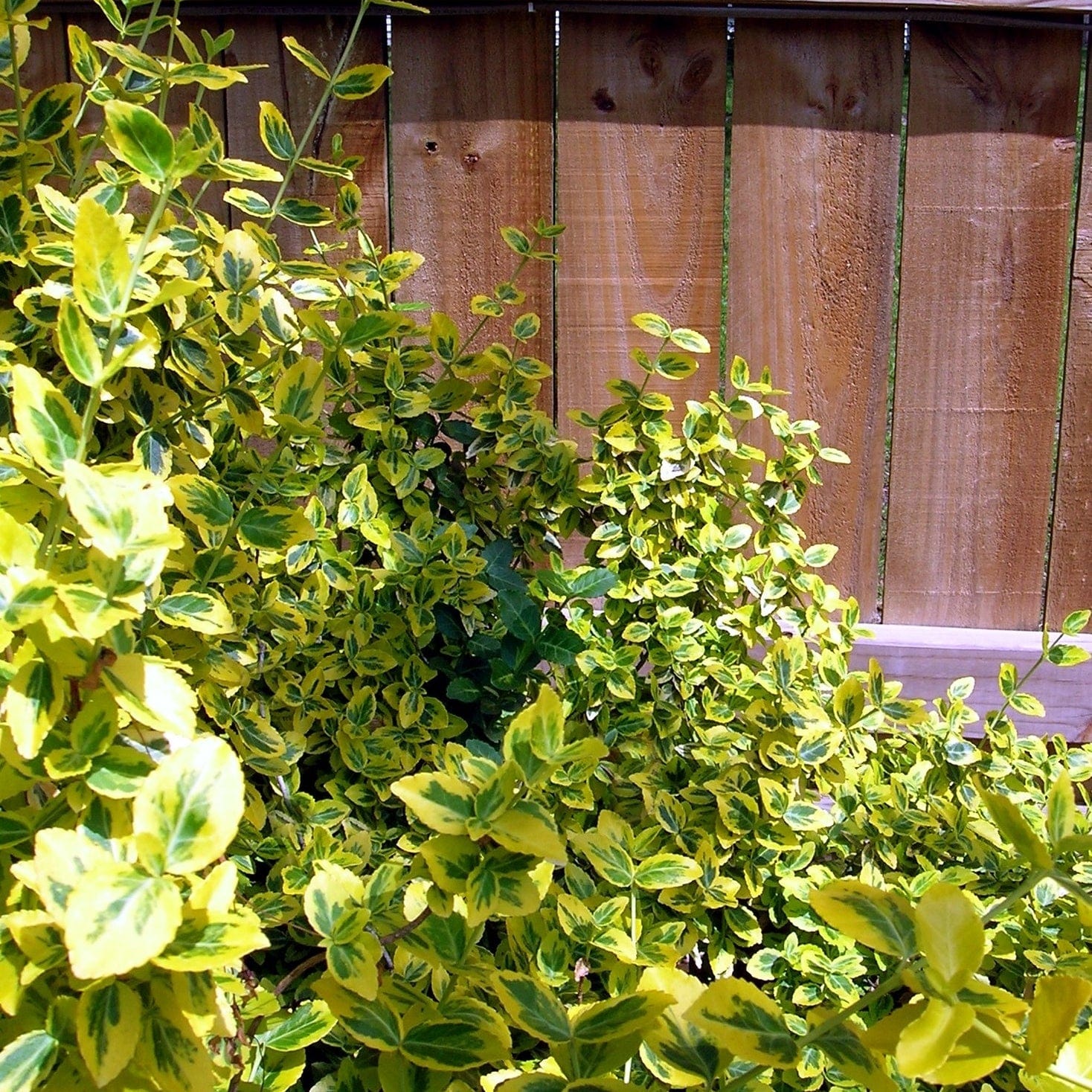 Euonymus 'Emerald 'n' Gold' - Image 6