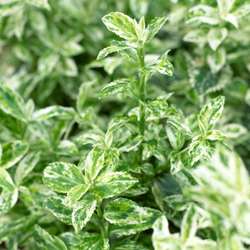 Euonymus 'Harlequin' - Image 3
