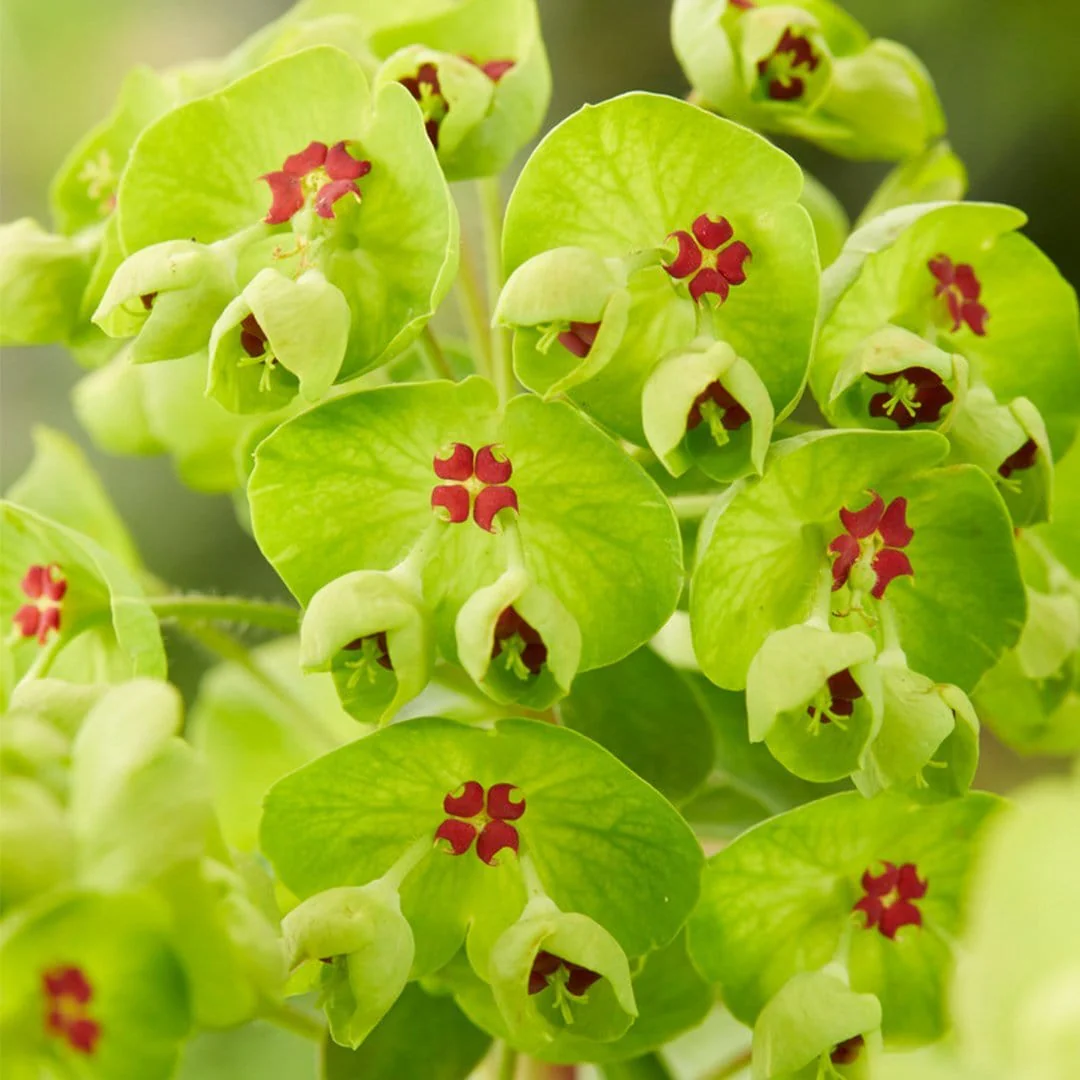 Euphorbia 'Ascot Rainbow'