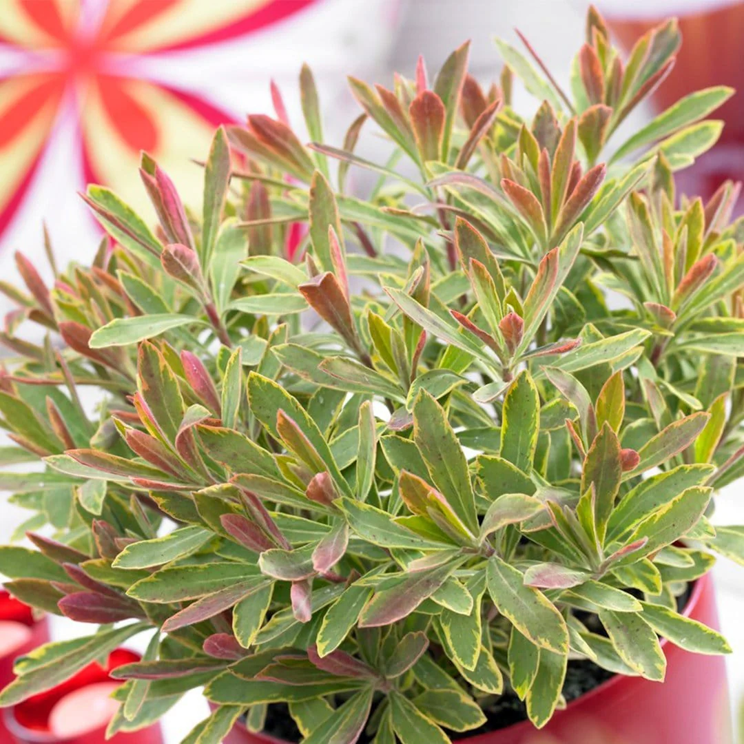 Euphorbia 'Ascot Rainbow' - Image 2