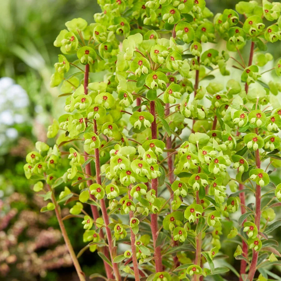Euphorbia 'Ascot Rainbow' - Image 3