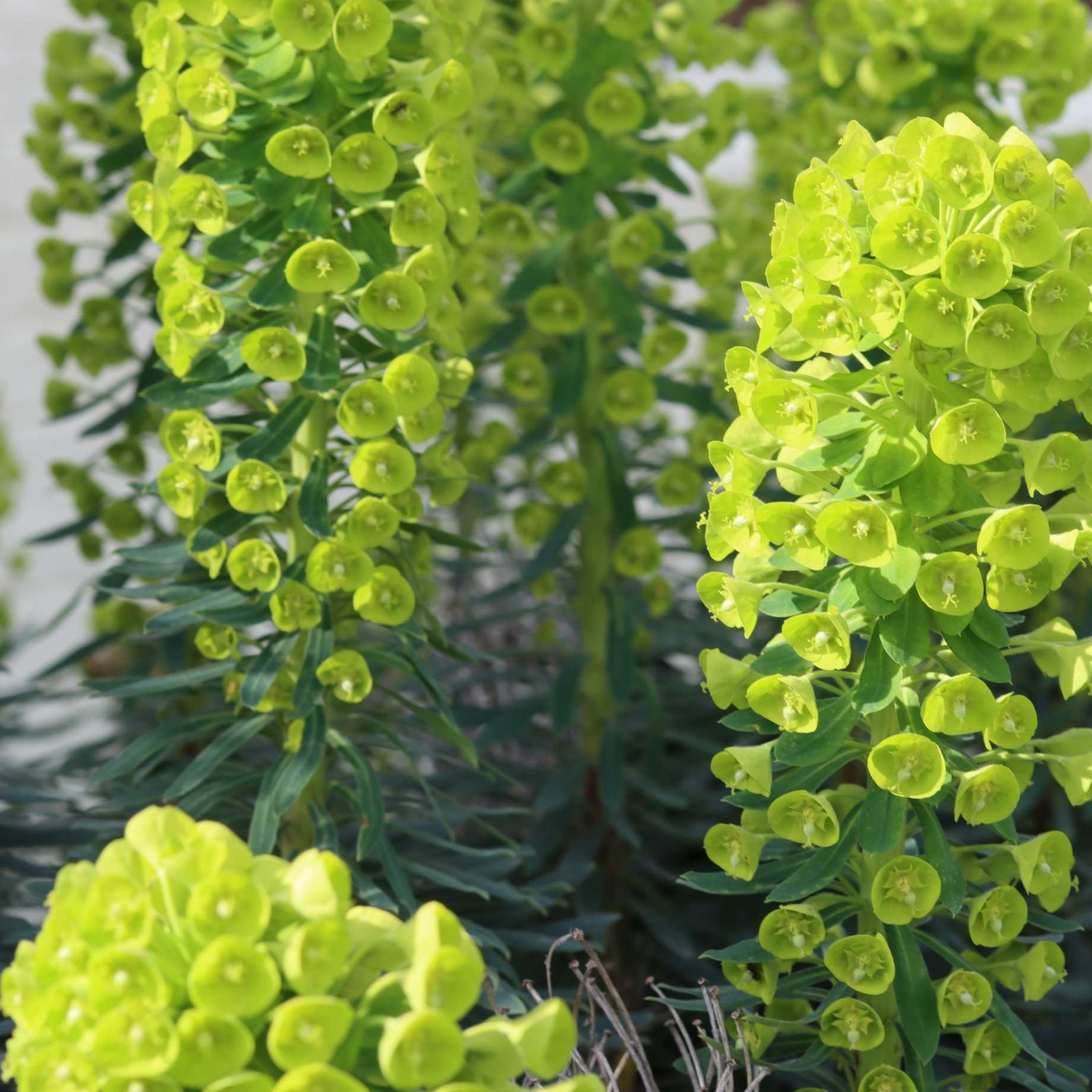 Euphorbia Robbiae