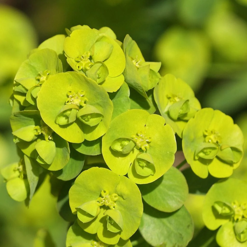 Euphorbia Robbiae - Image 3