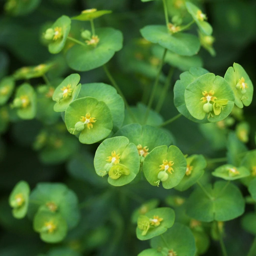 Euphorbia Robbiae - Image 5