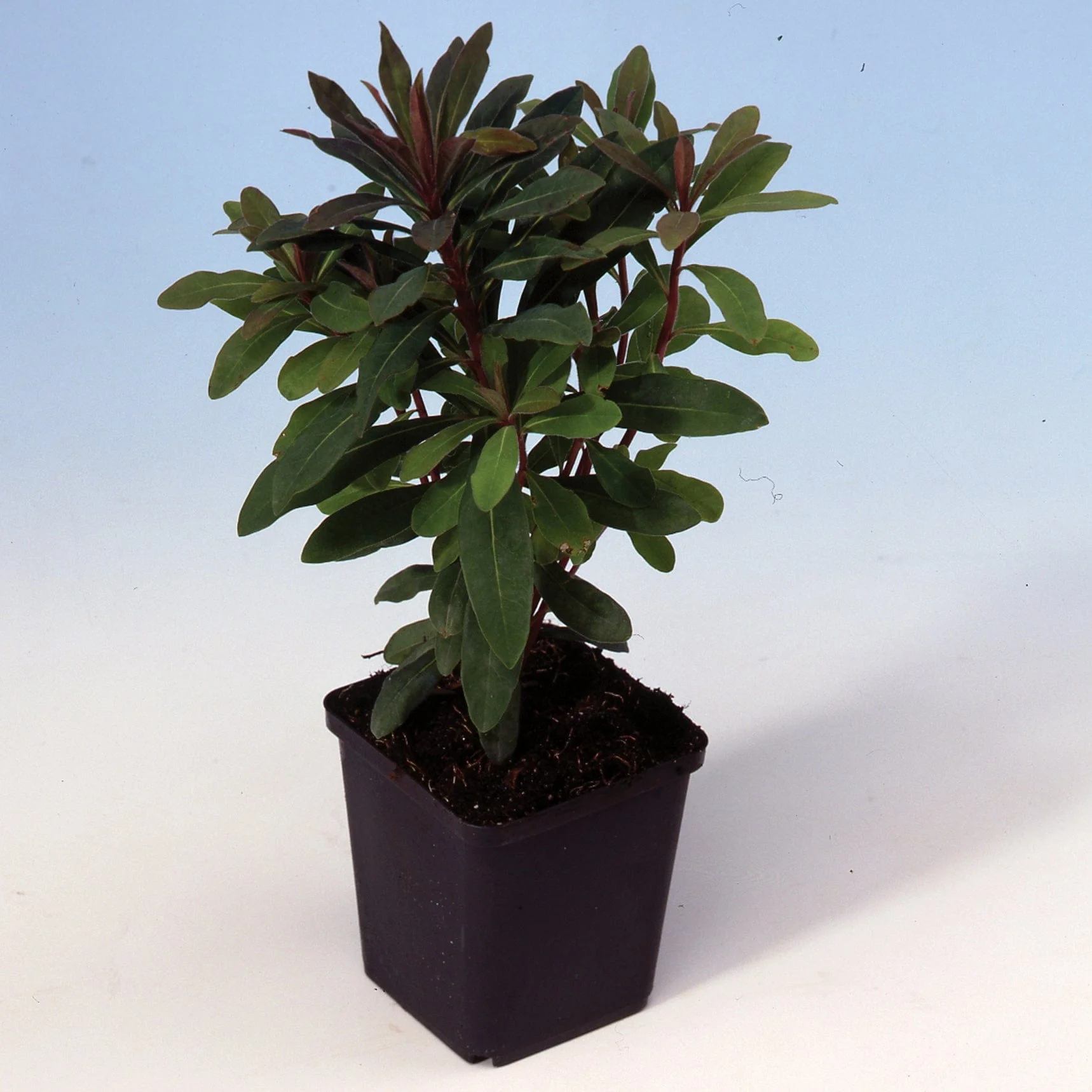 Euphorbia Robbiae - Image 8