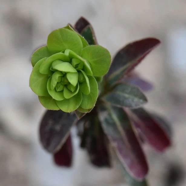 Euphorbia 'Ruby Glow' - Image 3