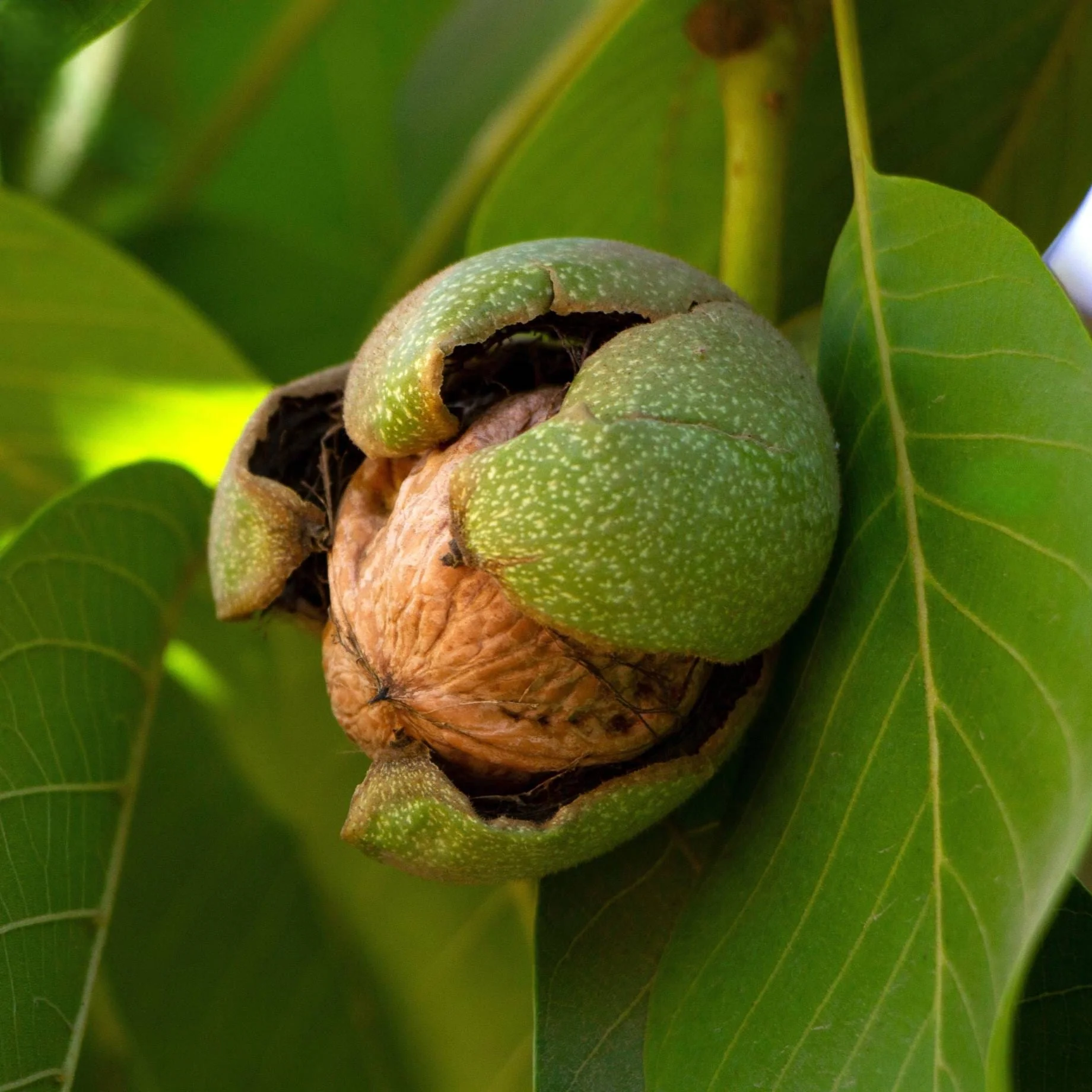 'Europa' Walnut Tree