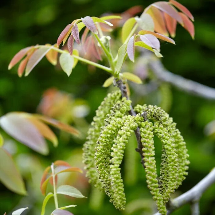 'Europa' Walnut Tree - Image 5