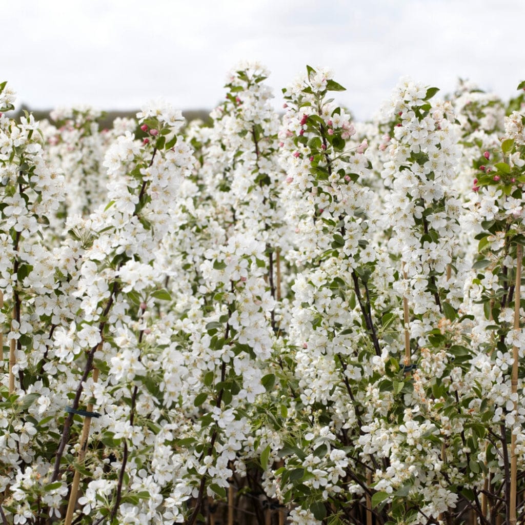 European Crabapple Hedging | Malus sylvestris - Image 2