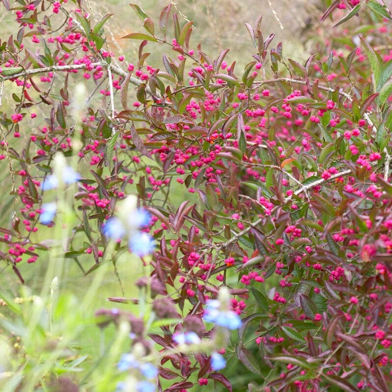 European Spindle Hedging | Euonymus europaeus - Image 2
