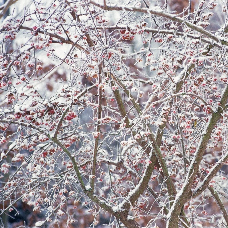 European Spindle Hedging | Euonymus europaeus - Image 3