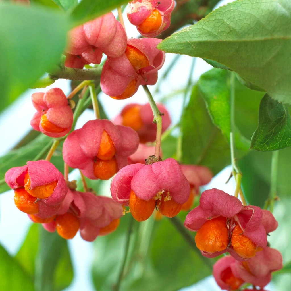 European Spindle Hedging | Euonymus europaeus - Image 4