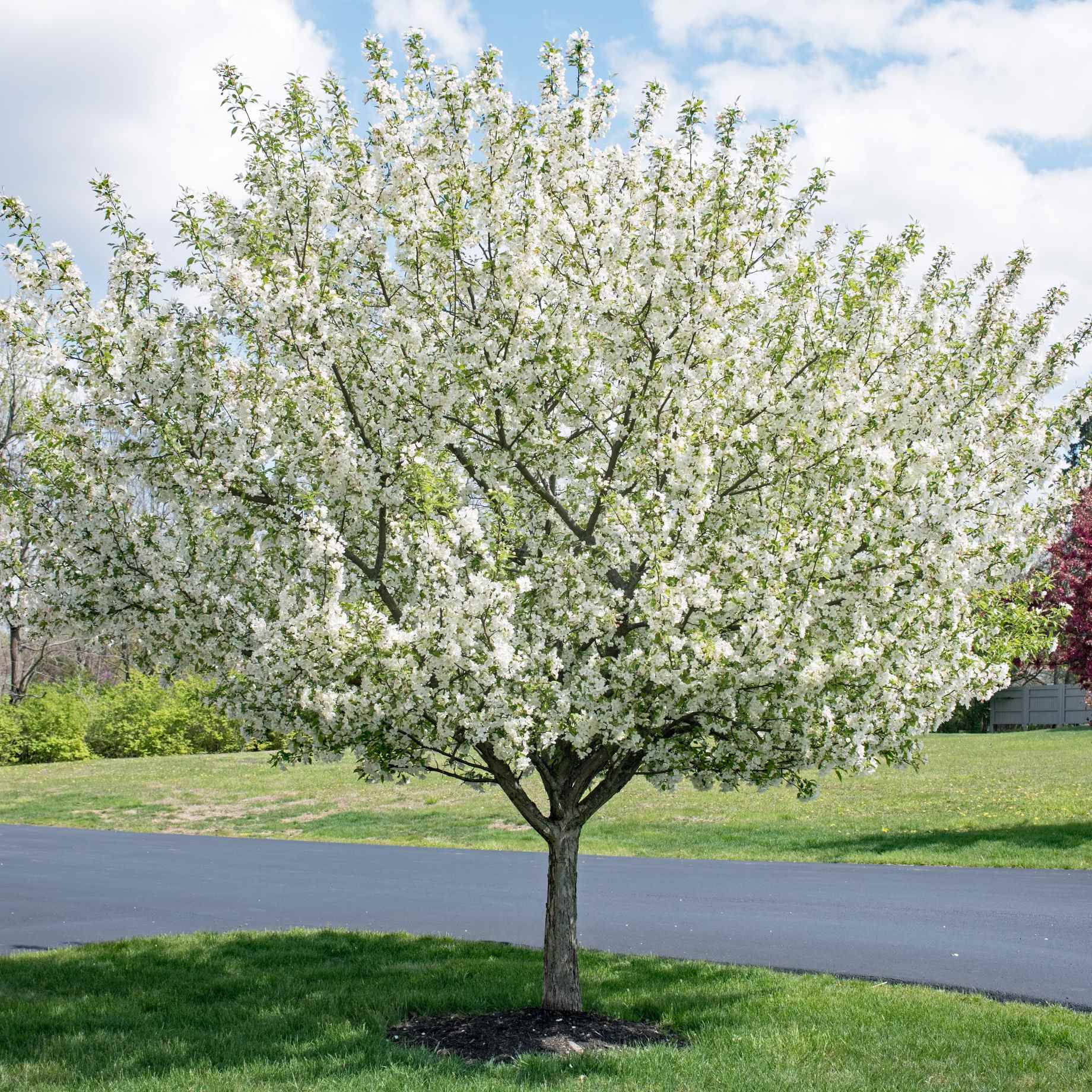 'Evereste' Crabapple Tree - Image 3