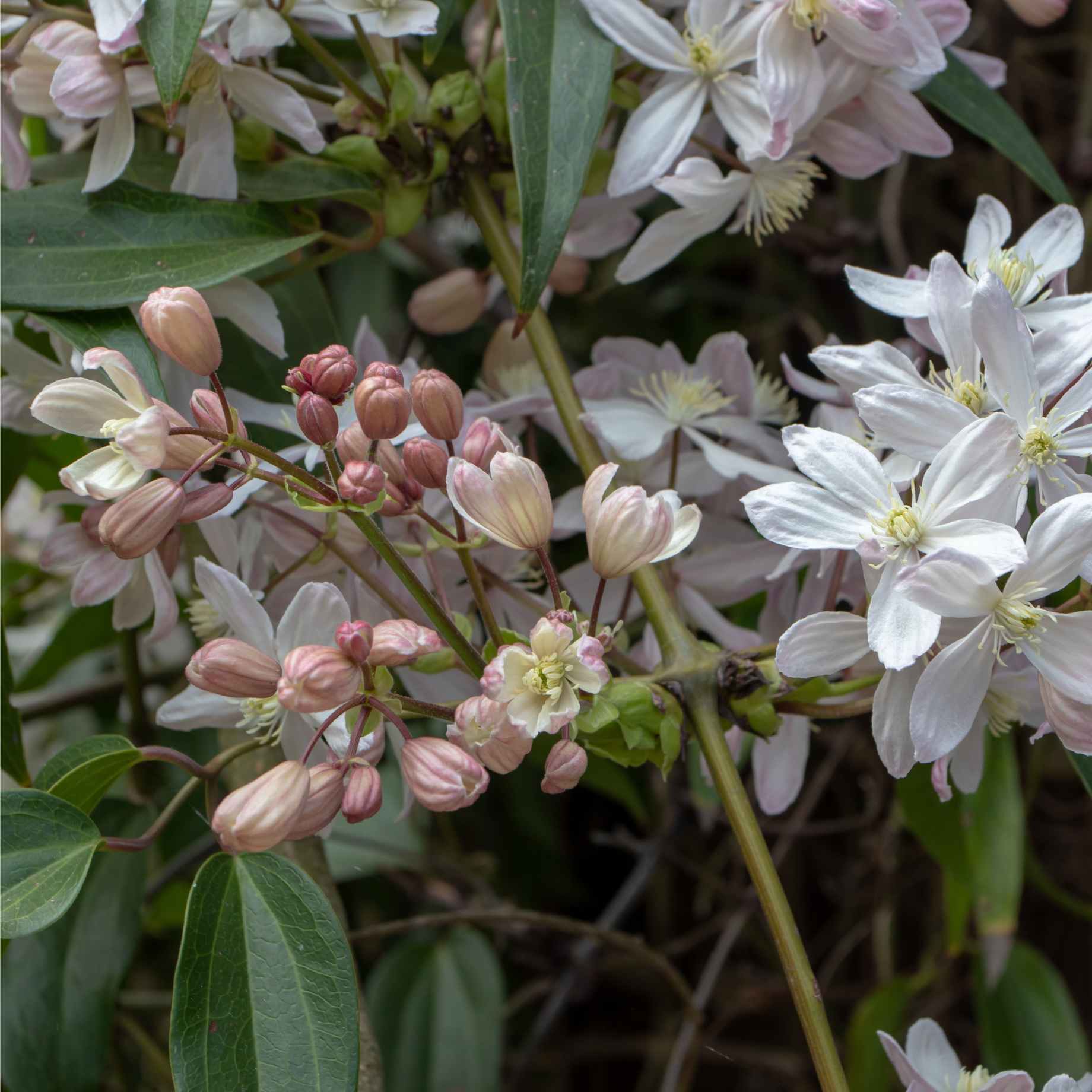 Evergreen Clematis | Clematis armandii 'Hendersonii Rubra'