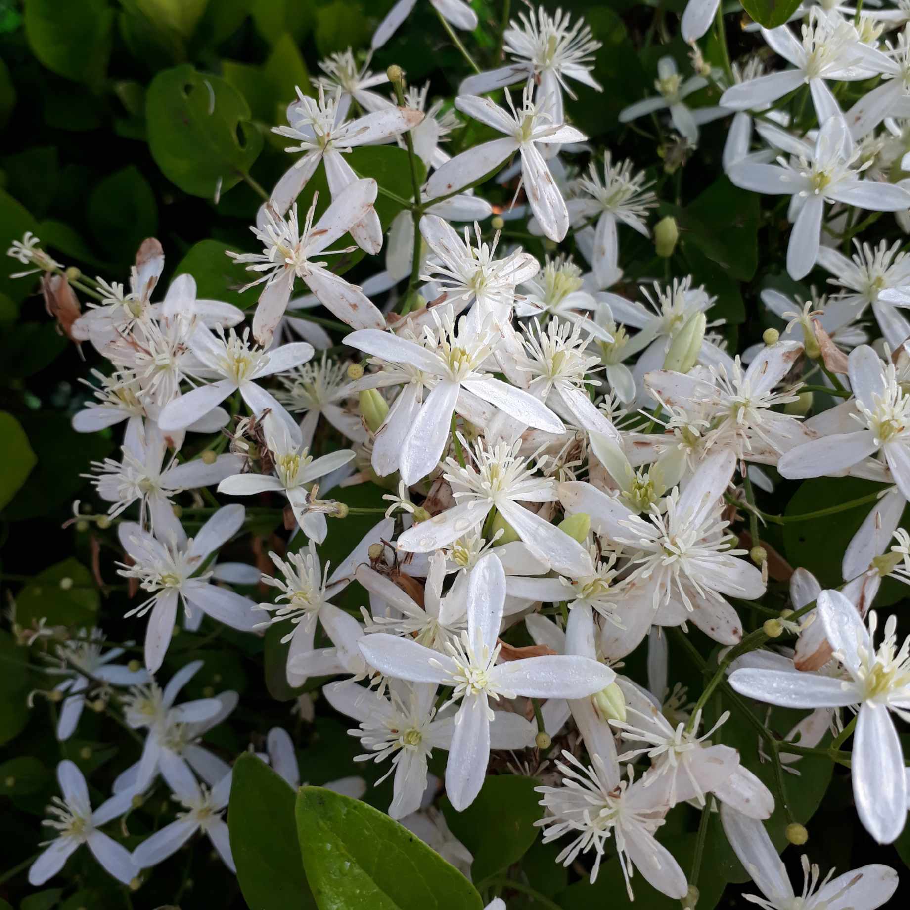 Evergreen Clematis | Clematis armandii 'Snowdrift' - Image 2