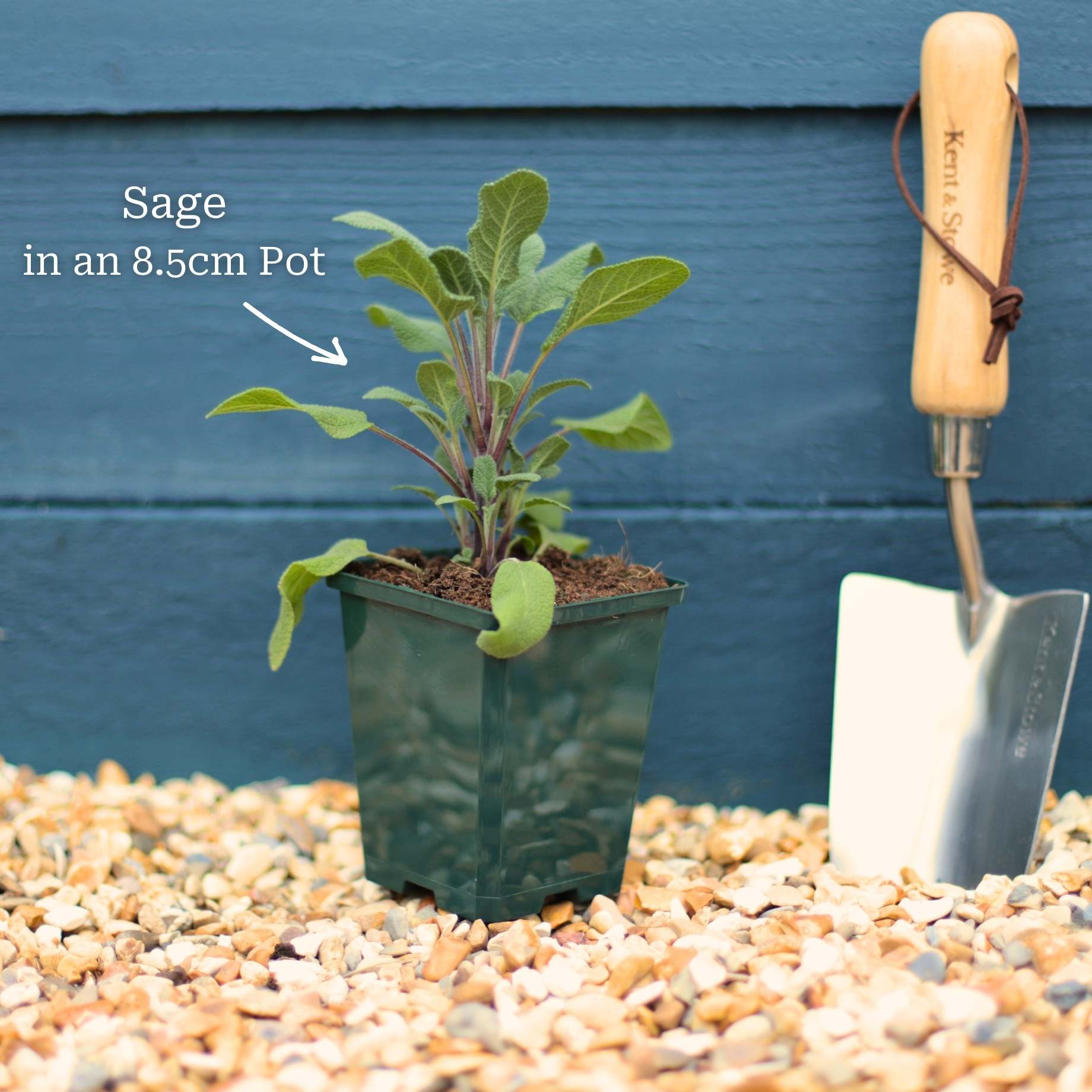 Common Sage Plant - Image 4