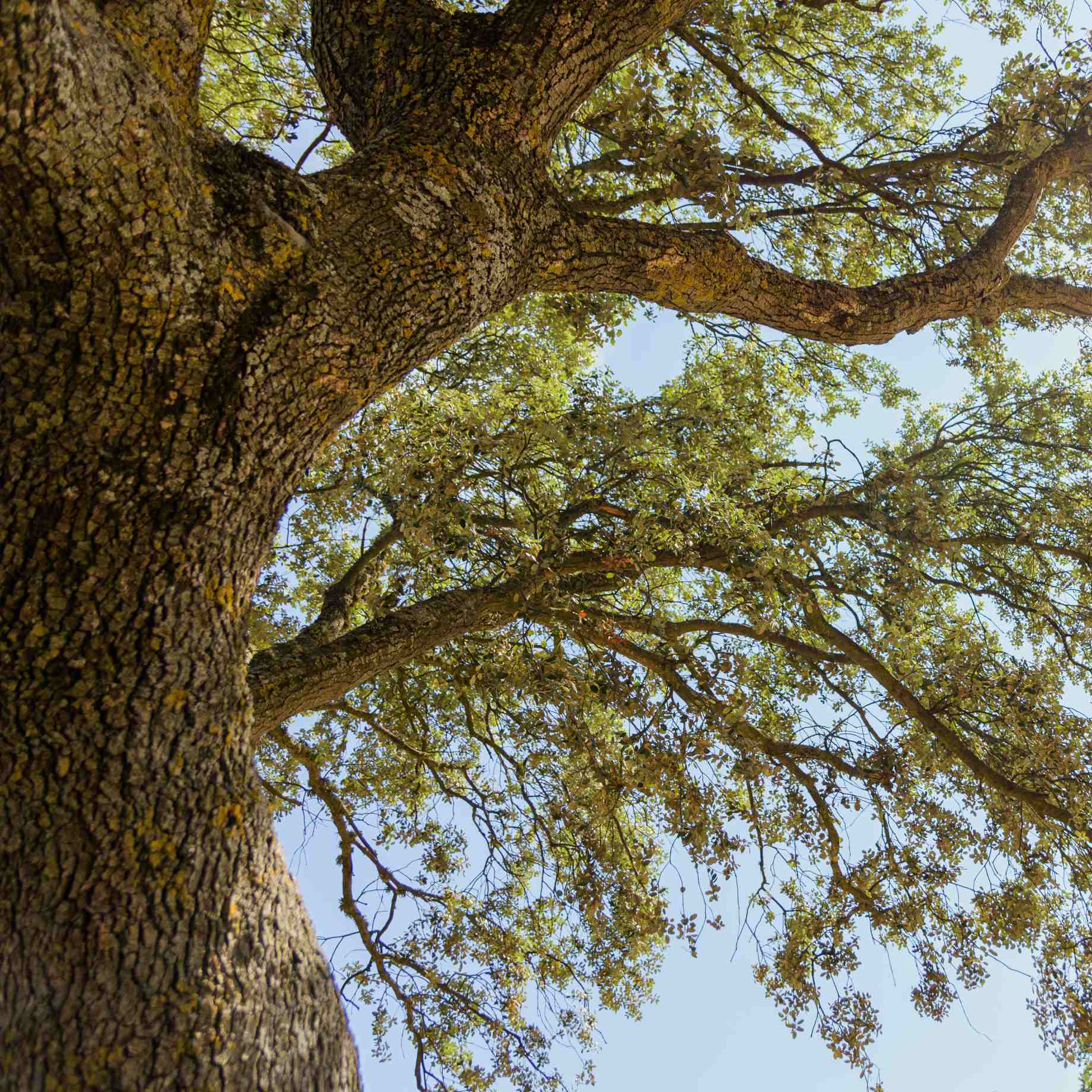 Evergreen Oak Tree | Quercus ilex - Image 3