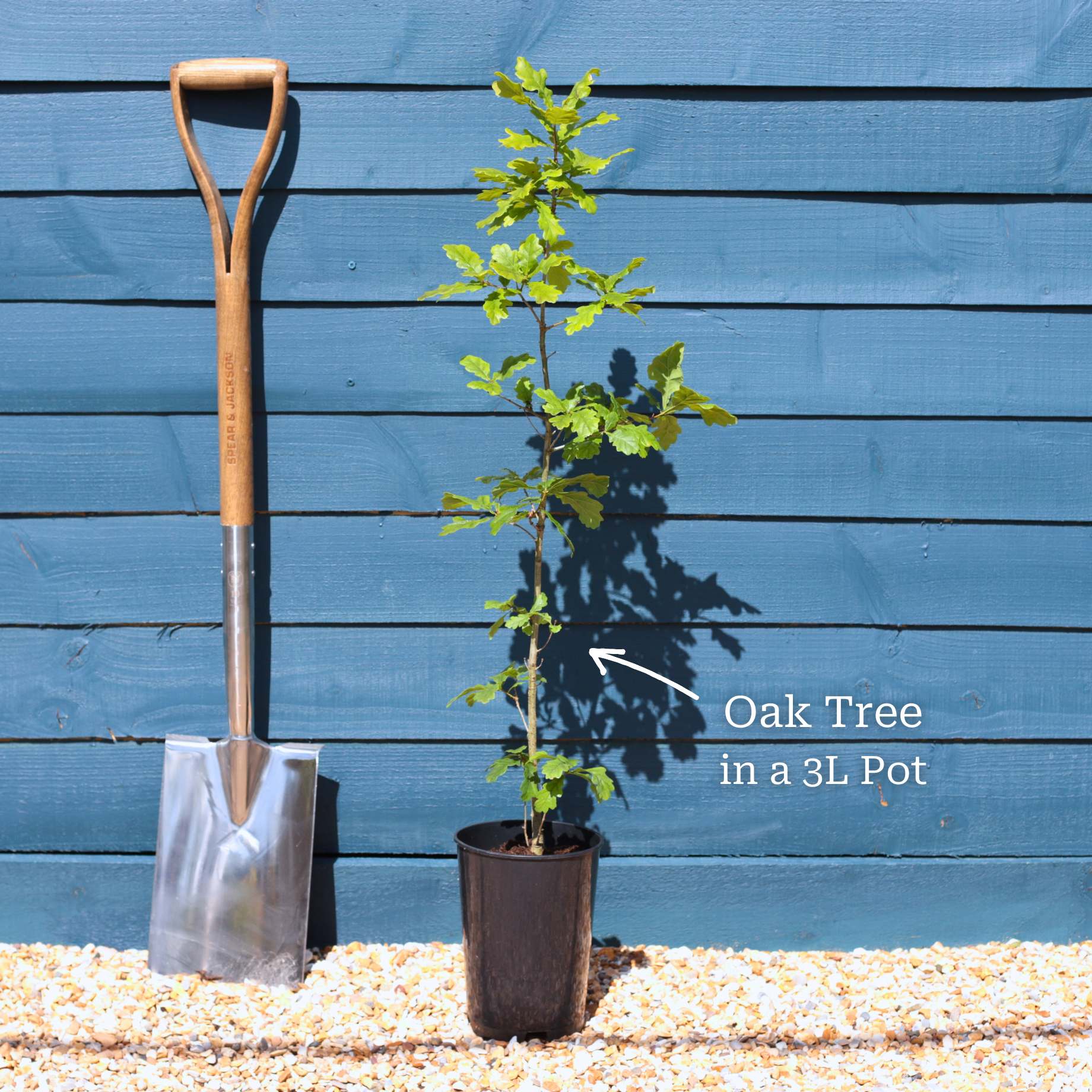 English Oak Tree | Quercus robur - Image 8