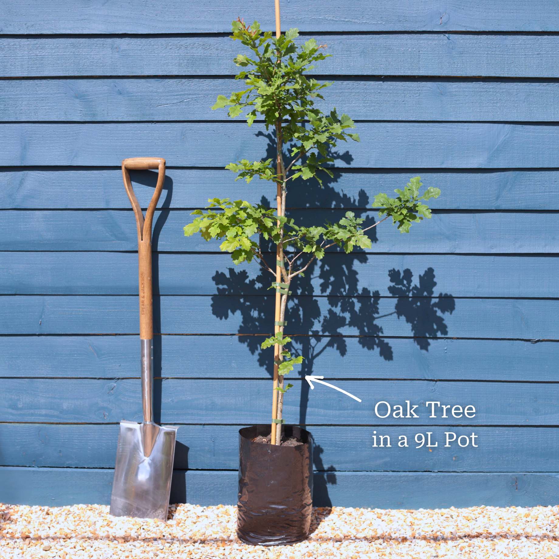 English Oak Tree | Quercus robur - Image 3