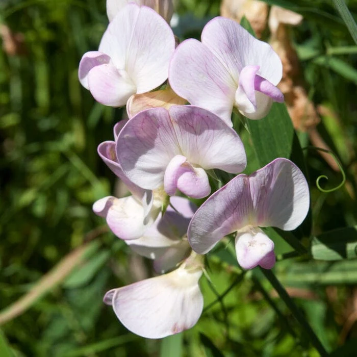 Everlasting Sweet Pea | Lathyrus latifolius 'Pink Pearl'