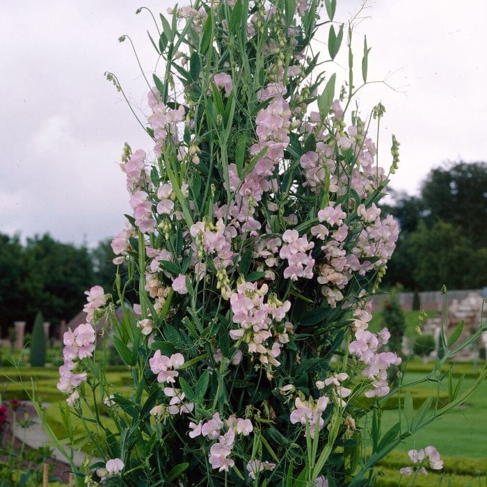 Everlasting Sweet Pea | Lathyrus latifolius 'Pink Pearl' - Image 2