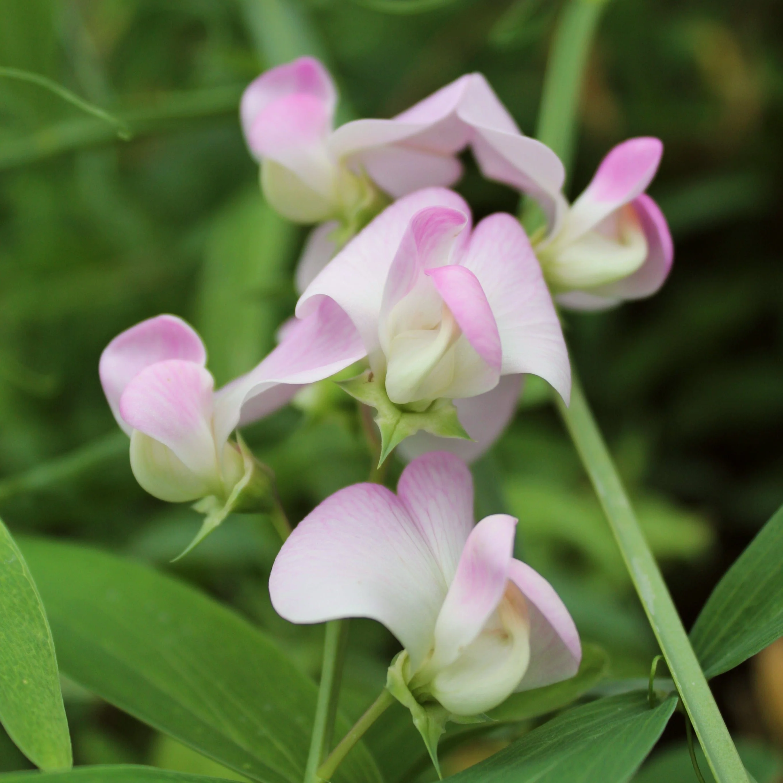 Everlasting Sweet Pea | Lathyrus latifolius 'Pink Pearl' - Image 4