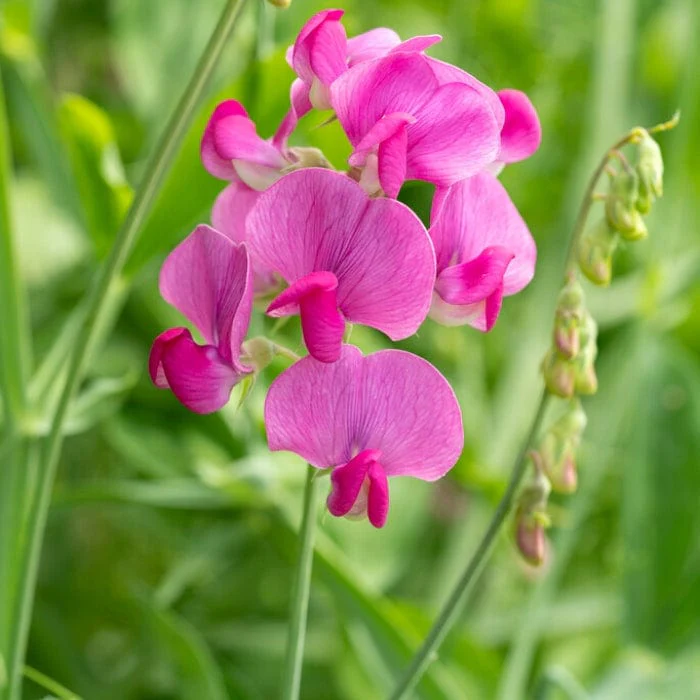 Everlasting Sweet Pea | Lathyrus latifolius 'Red Pearl'