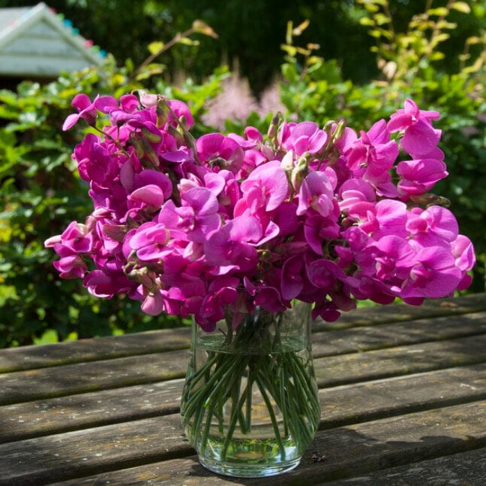 Everlasting Sweet Pea | Lathyrus latifolius 'Red Pearl' - Image 2