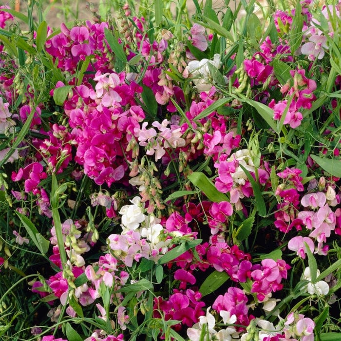 Everlasting Sweet Pea | Lathyrus latifolius 'Red Pearl' - Image 4
