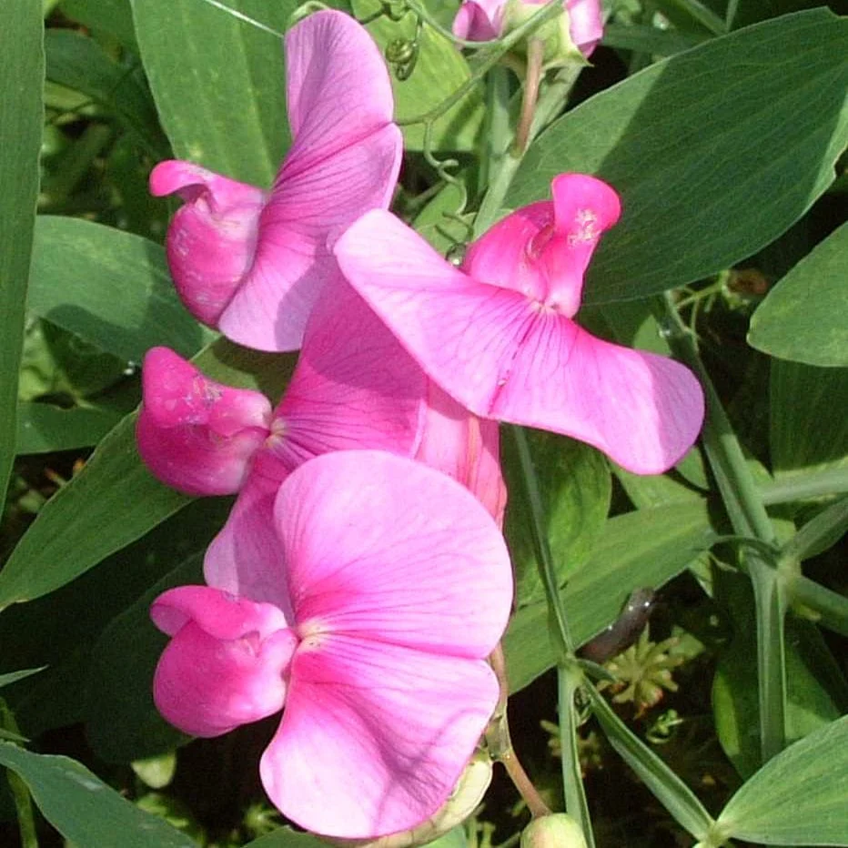 Everlasting Sweet Pea | Lathyrus latifolius 'Red Pearl' - Image 5