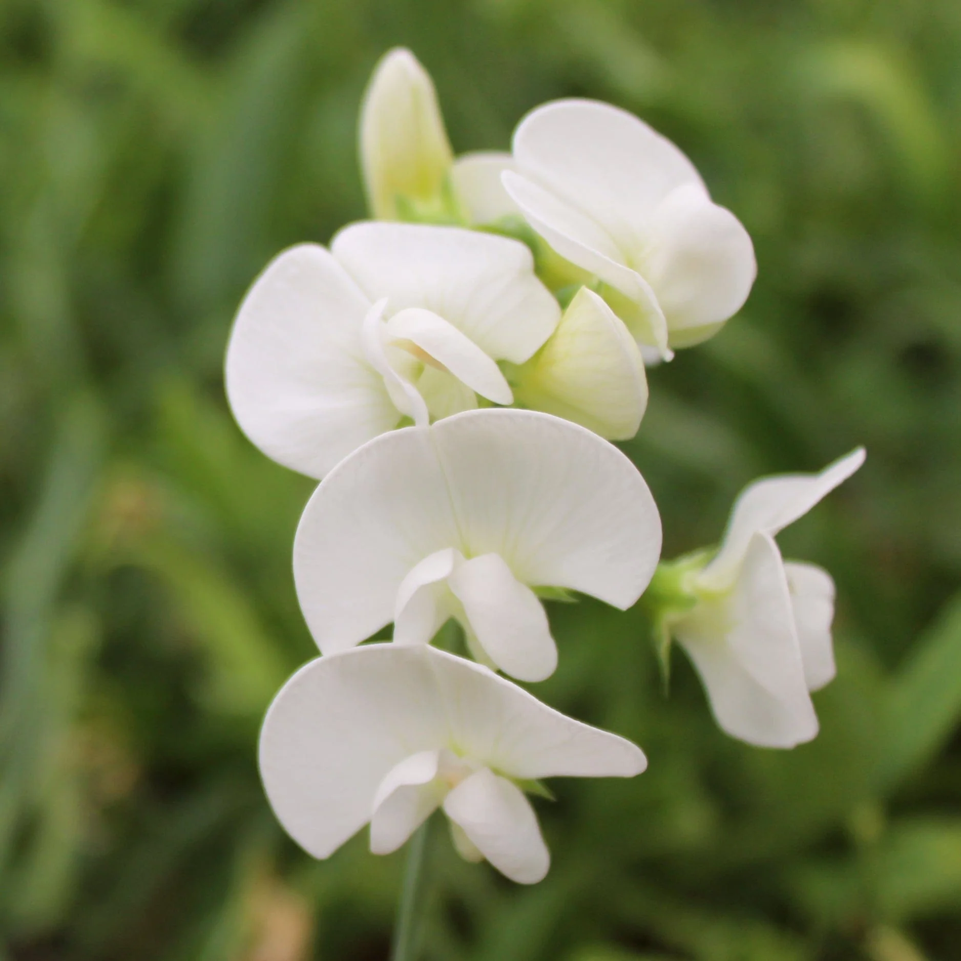 Everlasting Sweet Pea | Lathyrus latifolius 'White Pearl'